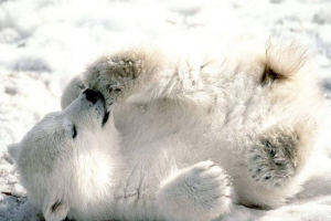 Do 2025 r. Białe niedźwiedzie będą w pełni się martwić w rosji Do 2025 r. Białe niedźwiedzie będą w pełni się martwić w rosji